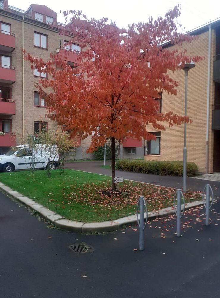 Bilden tagen 23/10 i Mölndals centrum.