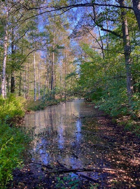 Vackra höstfärger vid vattendraget nära cykelparkeringen vid ingången till Gunnebo slott. 