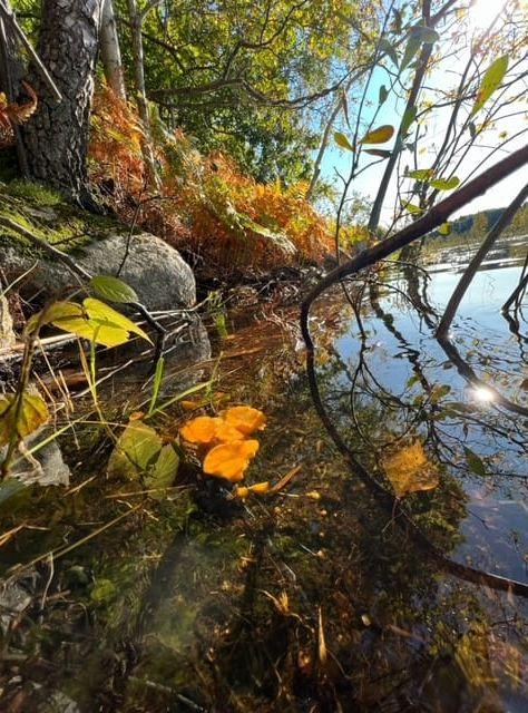 Tänk att kantareller fantastiskt nog kan växa även under vattnet! Bilden är tagen vid strandkanten av Stensjön på Gunnebo slott-sidan.