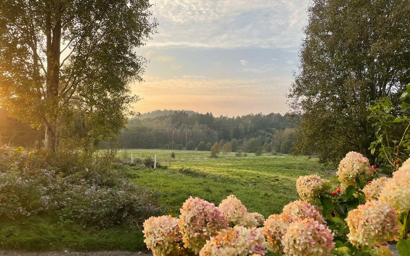 Utsikt över ängarna i Torkelsbohög i Lindome 27 september. ”Kvällsljuset var så vackert att det nästan ser ut som en tavla!”