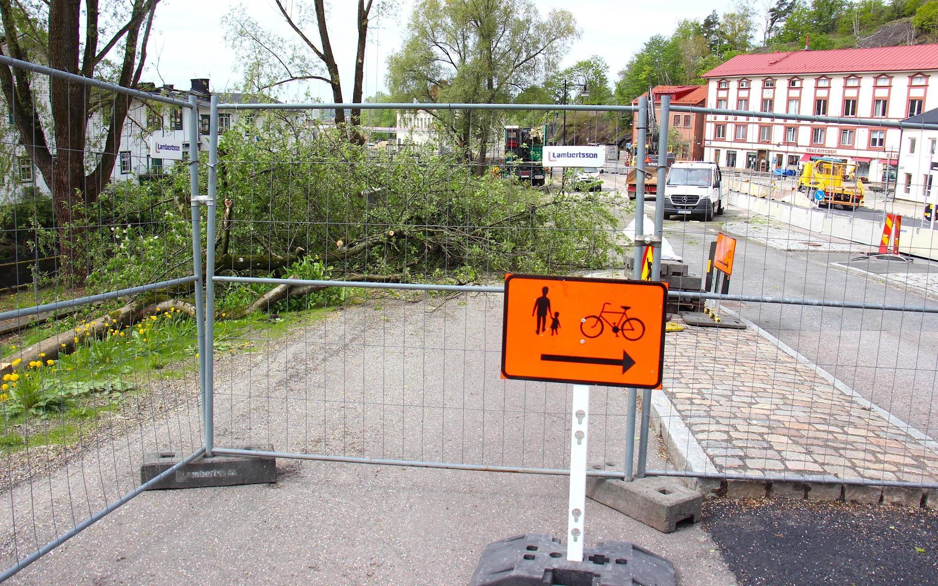 För att kunna fälla träden säkert har trafiken lagts om. 