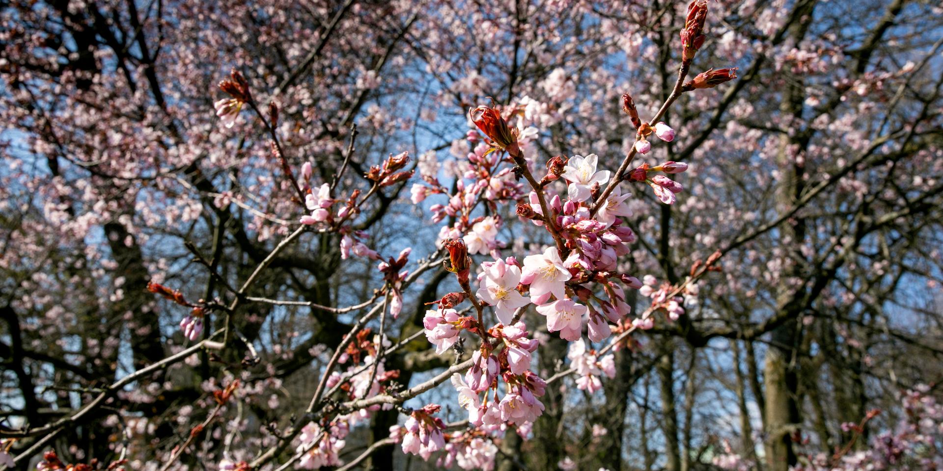 Sedan 19 april är det meteorologisk sommar i Mölndal. Och trots en kyligare vecka på intågande, tas den inte i från oss. 