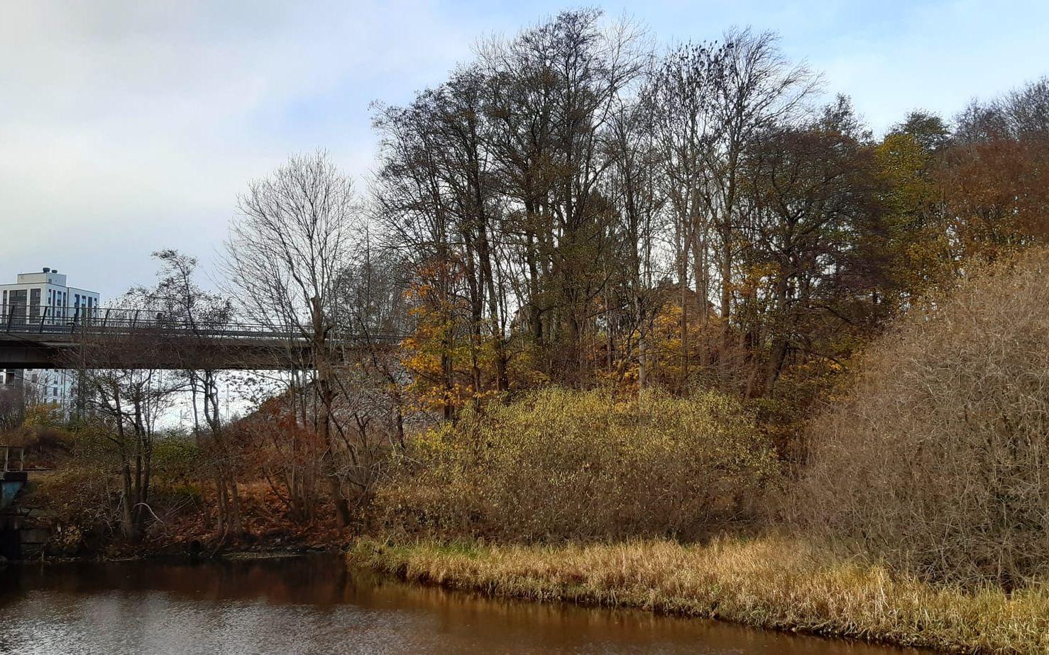 Höst, Grevedämmet, norra grenen, 2 november.