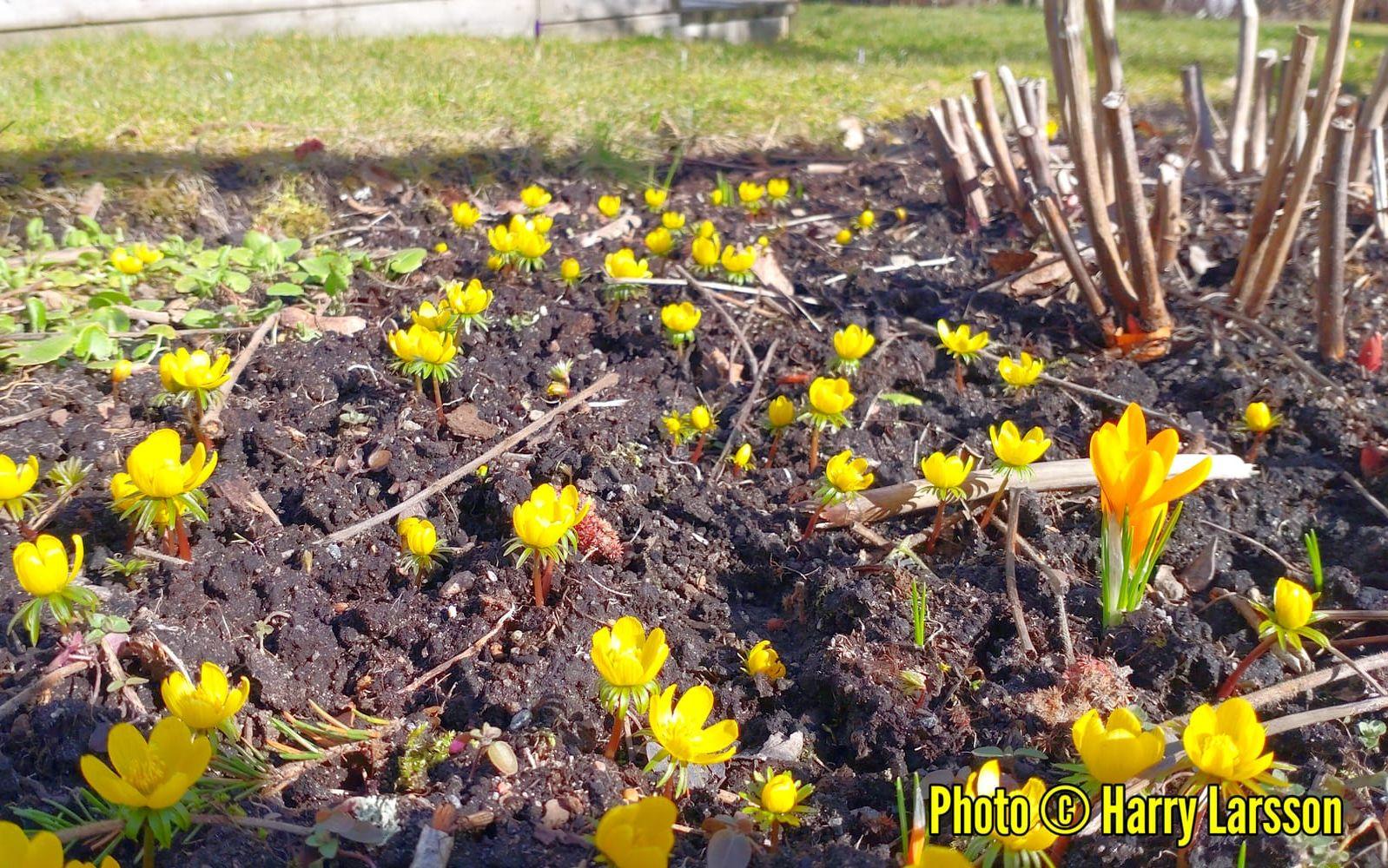 Små gula Vintergäck fotograferade jag på Ormåsgatan den 24/3. 