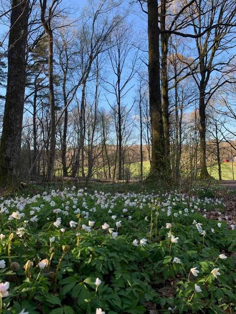 Eftermiddagspromenad Torrekulla 27 April.