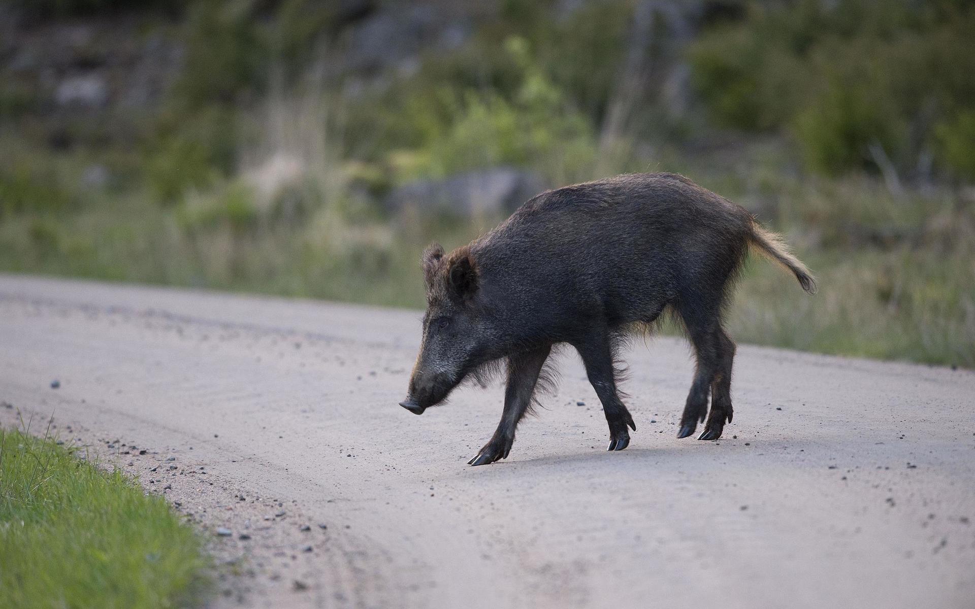 Vildsvin är det näst vanligaste djuret som orsakar kollisioner i Västra Götaland. Under de senaste åren har stammen fortsatt att öka. 