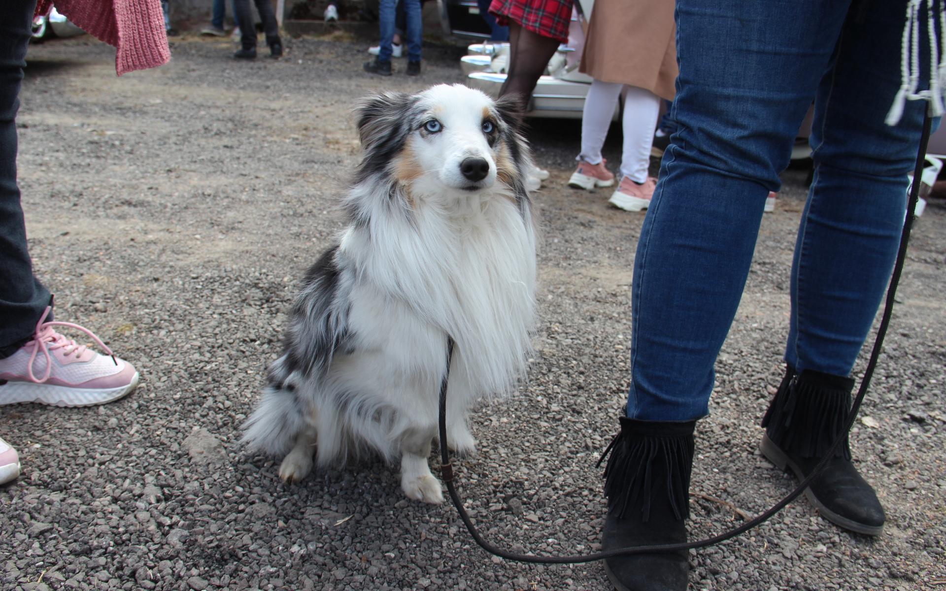 En som hade sin första bilträff var Matilda Ovrings hund Ozzy, som nog kände att han hamnat i himmelriket. ”Han älskar att åka bil”, berättar Matilda. 