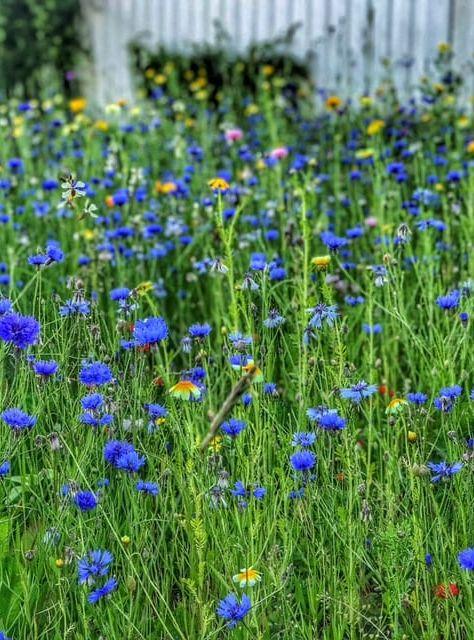 Hav av blommor på Franckegatan i Kvarnbyn den 25 juni. 