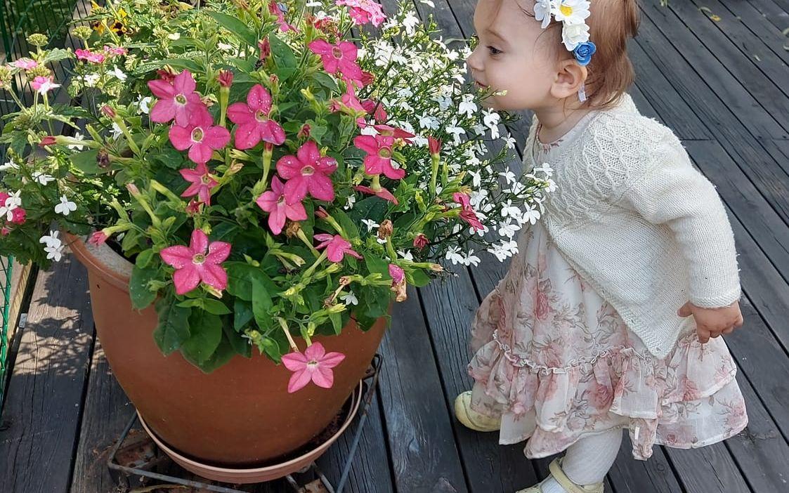 Lilla Lucy, barnbarn till fotografen, förevigad doftandes på blommor på midsommarafton i Kållered.