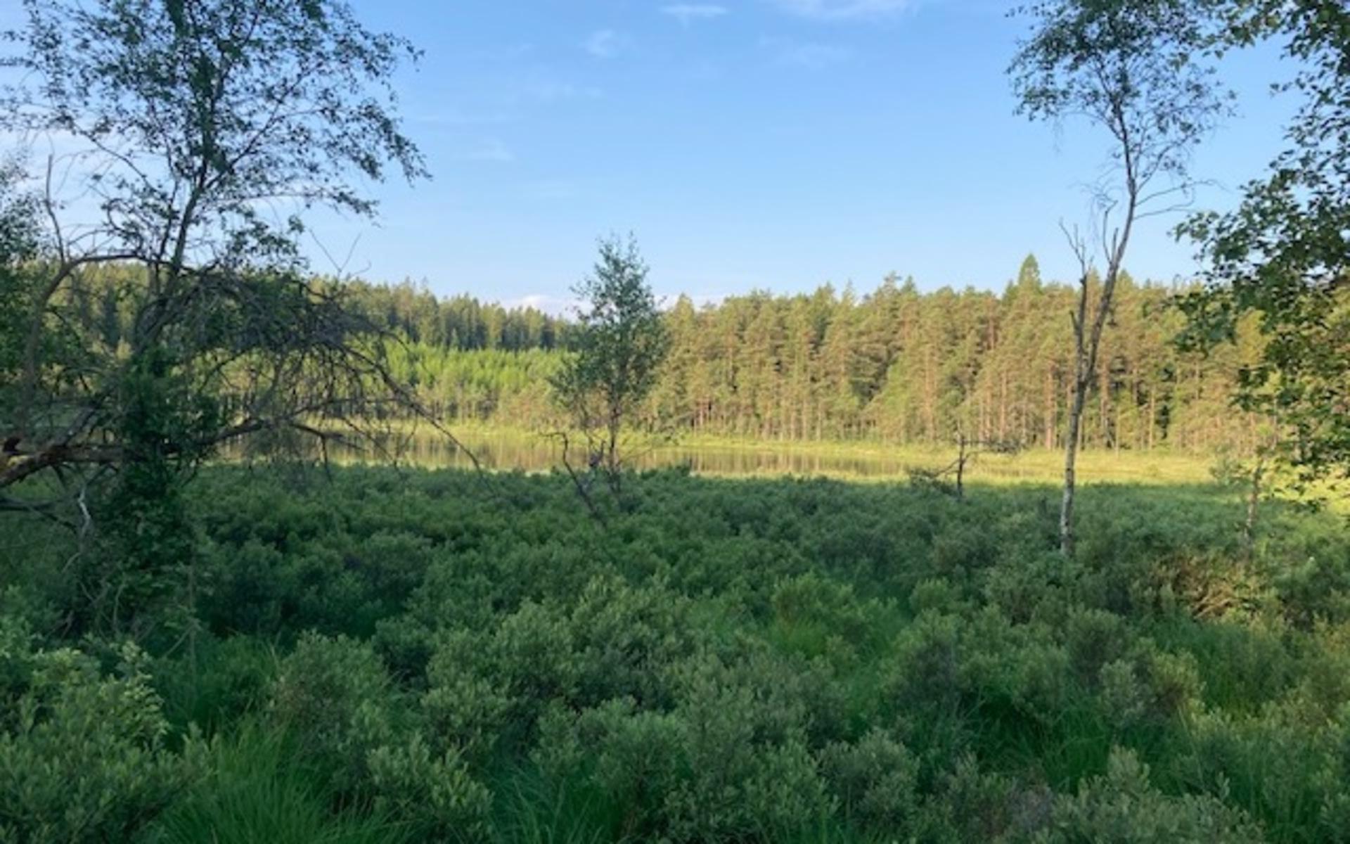 Tidig morgon på midsommardagen vid Ötjärn i Hällesåker. Total tystnad, förutom fåglarnas sång.