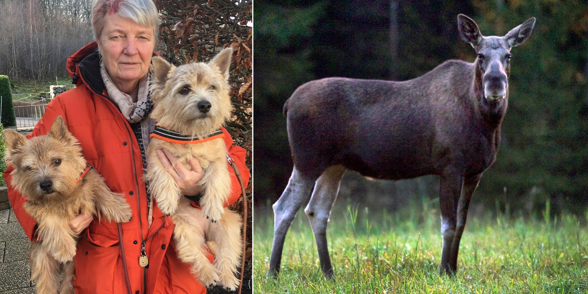 Ann-Marie Figved, 76, var ute och gick med hundarna när hon plötsligt attackerades av en älgko.